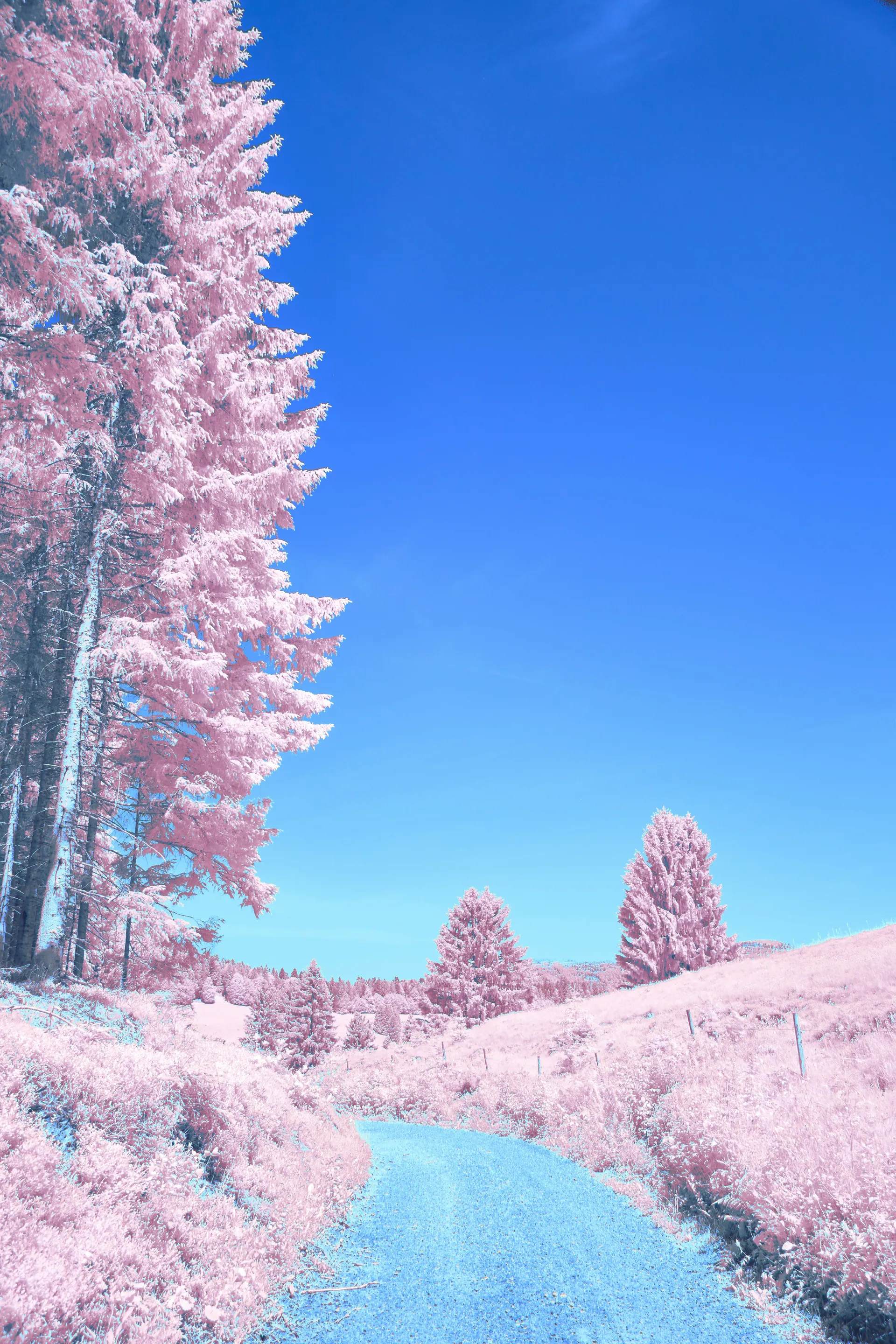 Infrared pink treeline