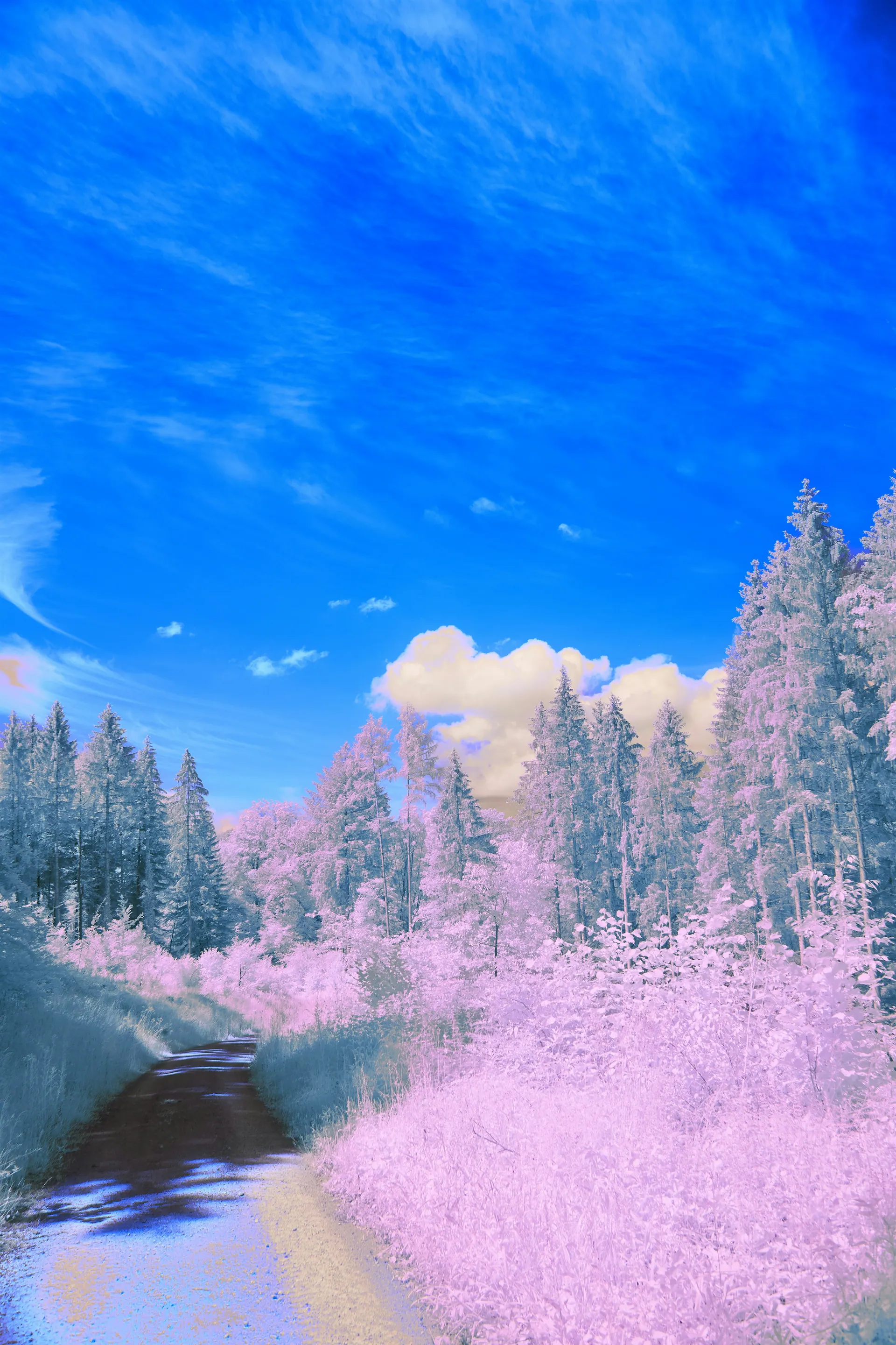 Infrared pink forest