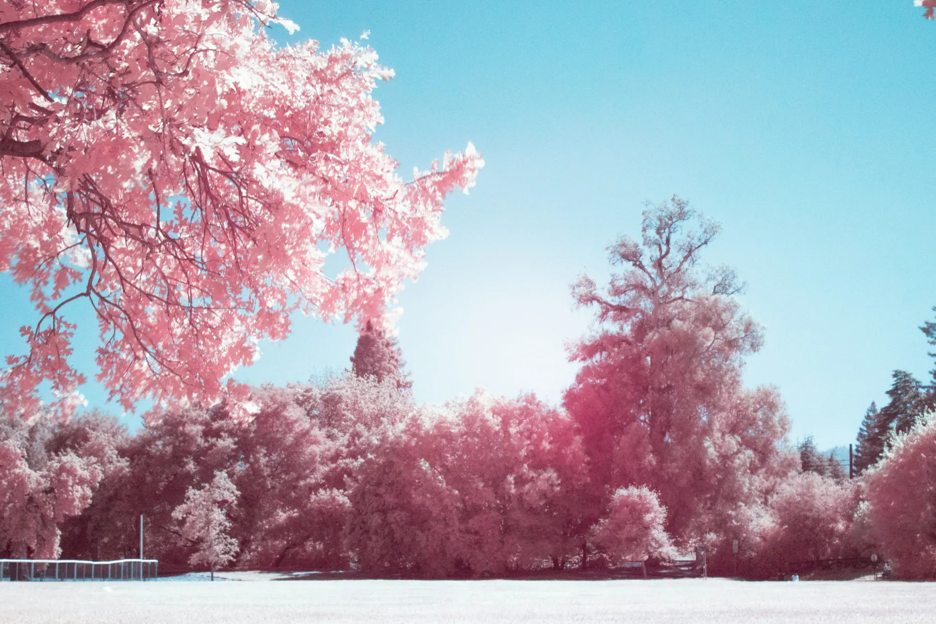 Infrared pink blossom against blue sky